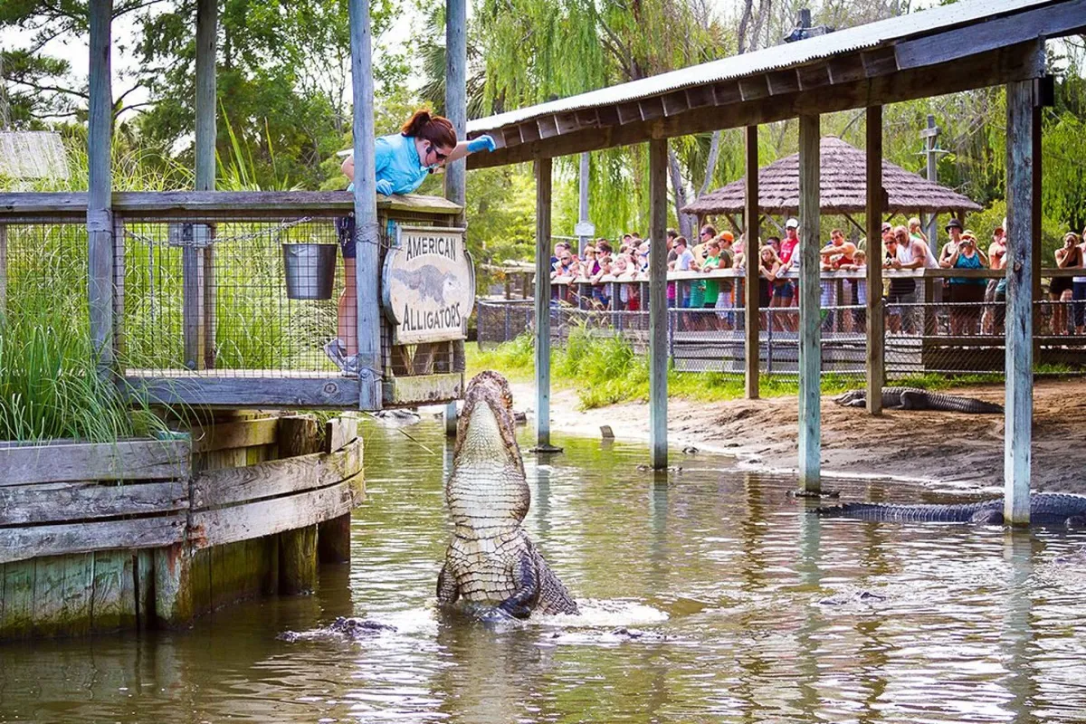 An outdoor scene captures a woman feeding an alligator at an attraction, watched by a crowd of spectators. The 'American Alligators' sign is visible, adding context and excitement to the activity. The mood is lively and thrilling, emphasizing interaction with unique local wildlife.